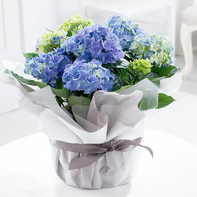 Gift Wrapped Hydrangea Plant - Blue - Gift Idea - Next Day Plant Delivery UK - Appleyard London