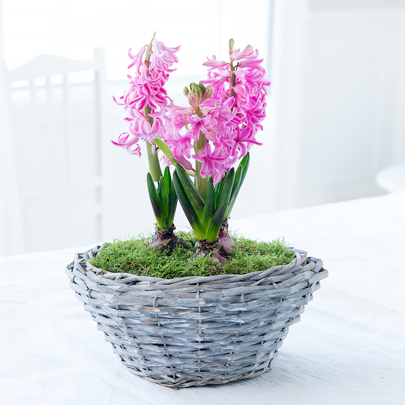 Hyacinth Basket