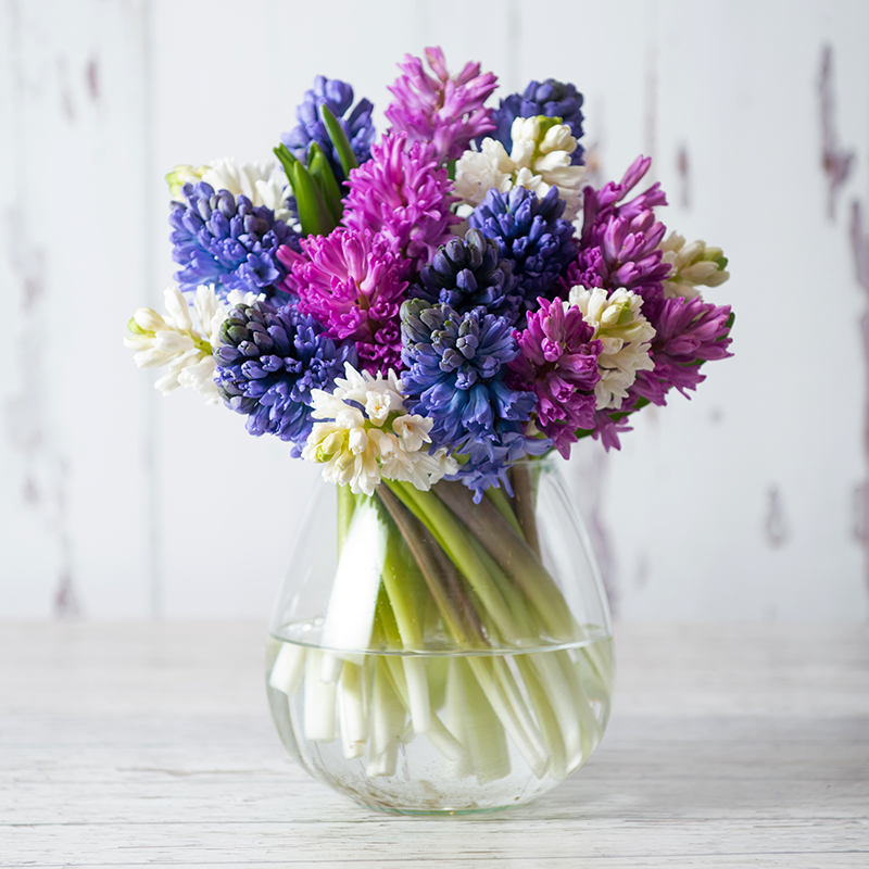 Fragrant Hyacinths