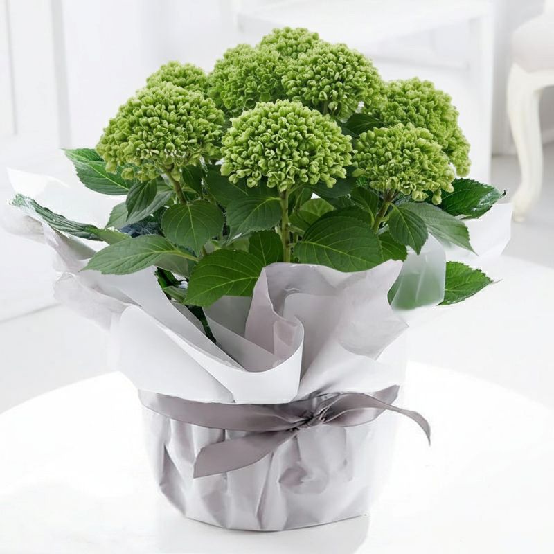 Gift Wrapped Hydrangea Plant - White - Gift Idea - Next Day Plant Delivery UK - Appleyard London