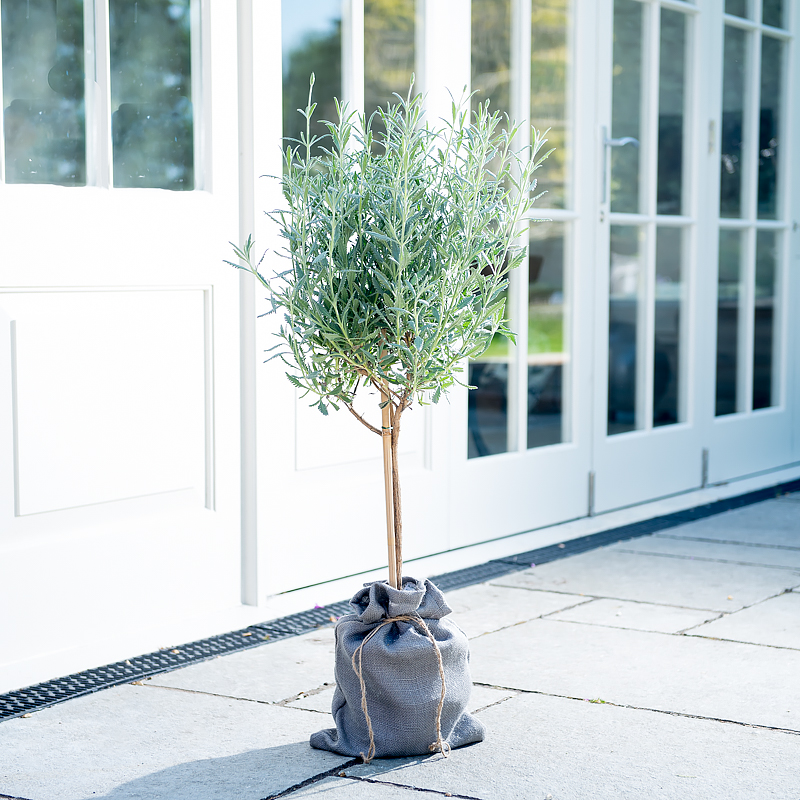 Lavender Tree