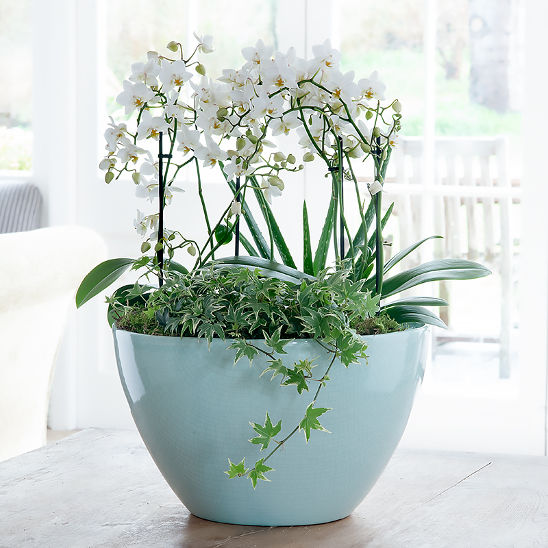 Luxury Orchid Bowl