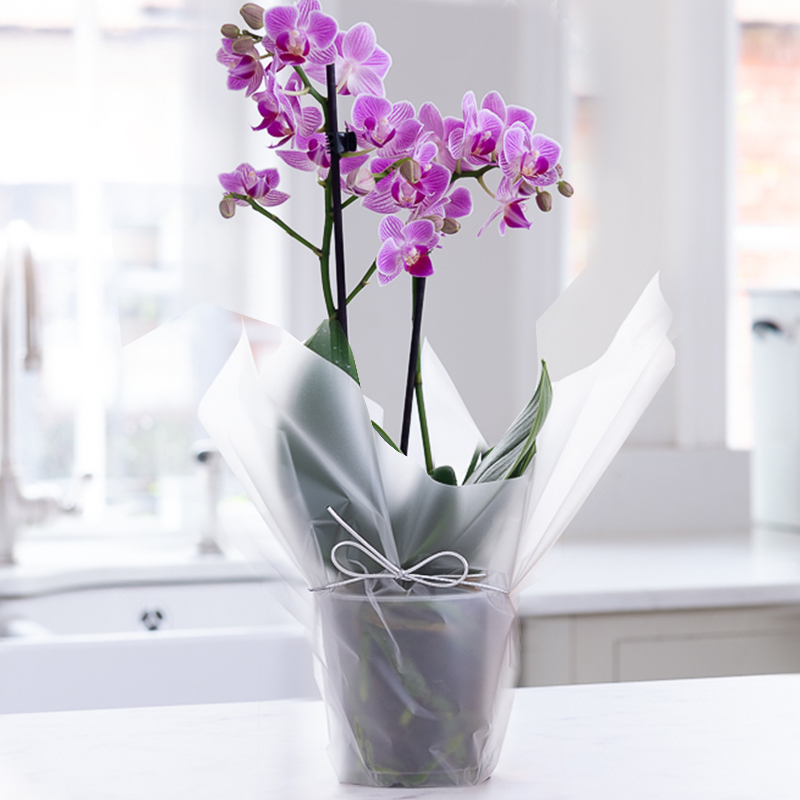 Gift Wrapped Mini Pink Orchid - 20-25cm Pink Orchid Plant - House Plants - Gift Idea - Next Day Plant Delivery UK - Appleyard London