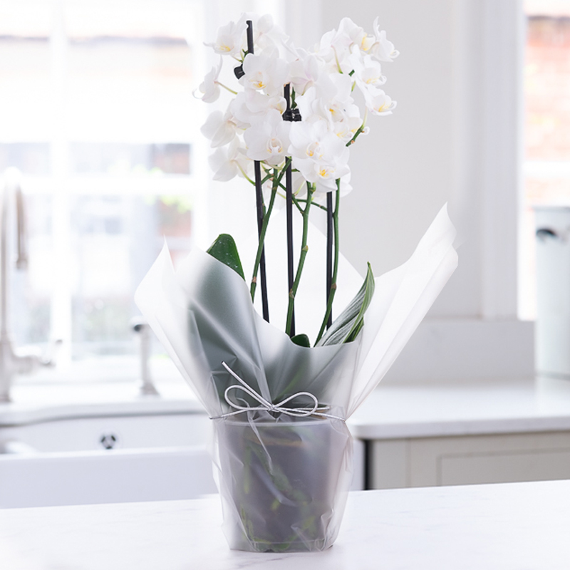 Gift Wrapped Mini Orchid - 20-25cm Orchid Plant - House Plants - White - Orchids - Next Day Plant Delivery UK - Appleyard London