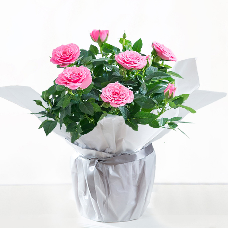 Gift Wrapped Pink Rose Plant - House Plant - Rose Plants - Flowering Plants - Gift Idea - Next Day Plant Delivery UK - Appleyard London