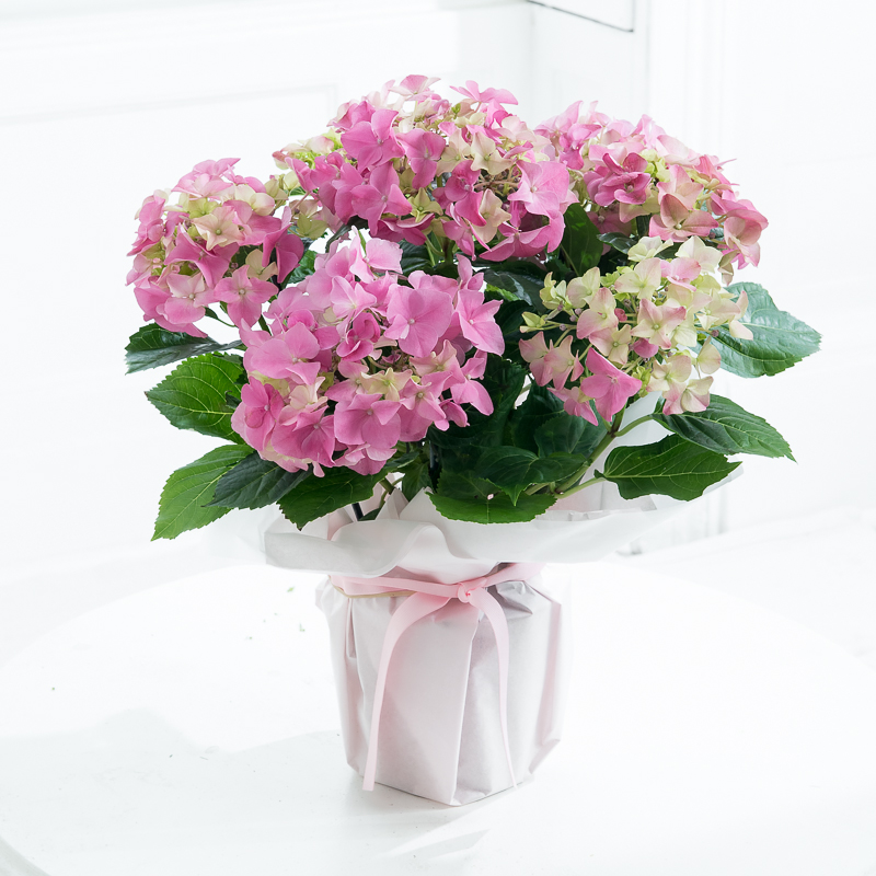 Gift Wrapped Pink Hydrangea