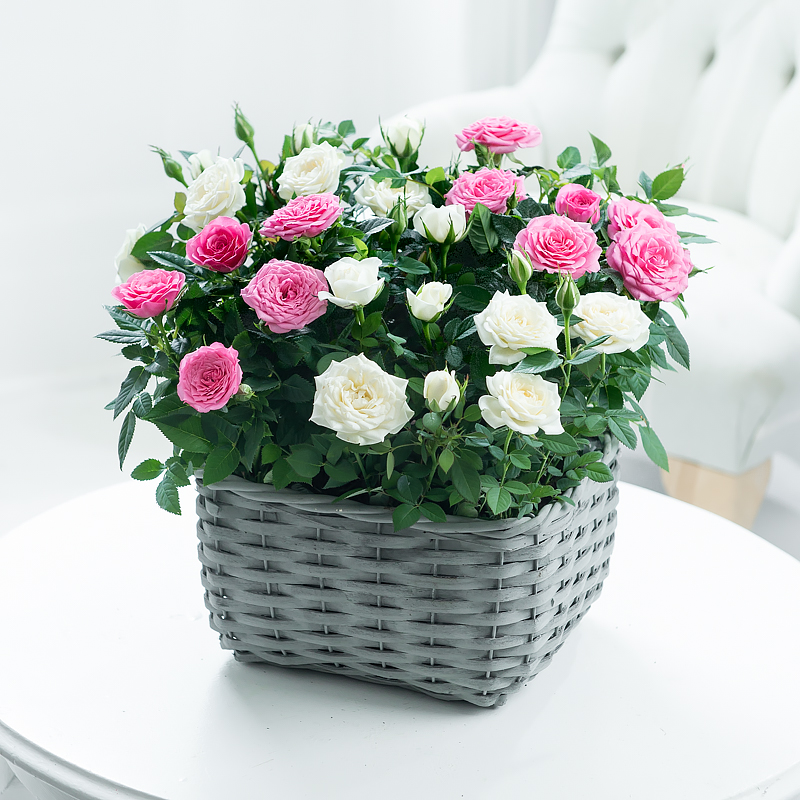 Pink & White Rose Basket
