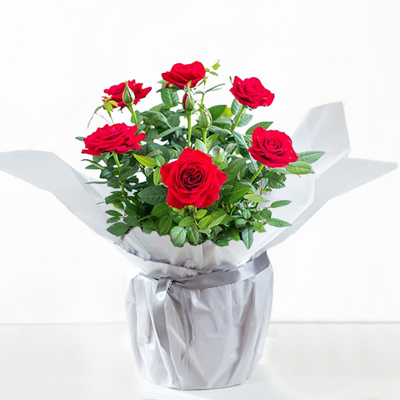 Gift Wrapped Red Rose Plant by Appleyard - Gift Idea - Next Day Plant Delivery UK - Appleyard London