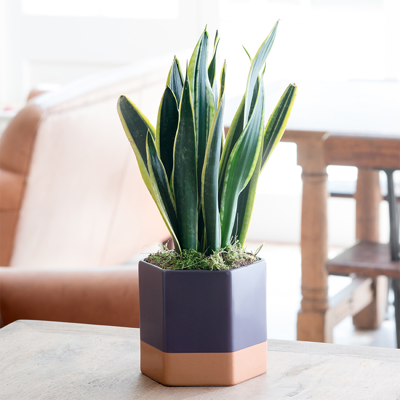 Sansevieria Plant