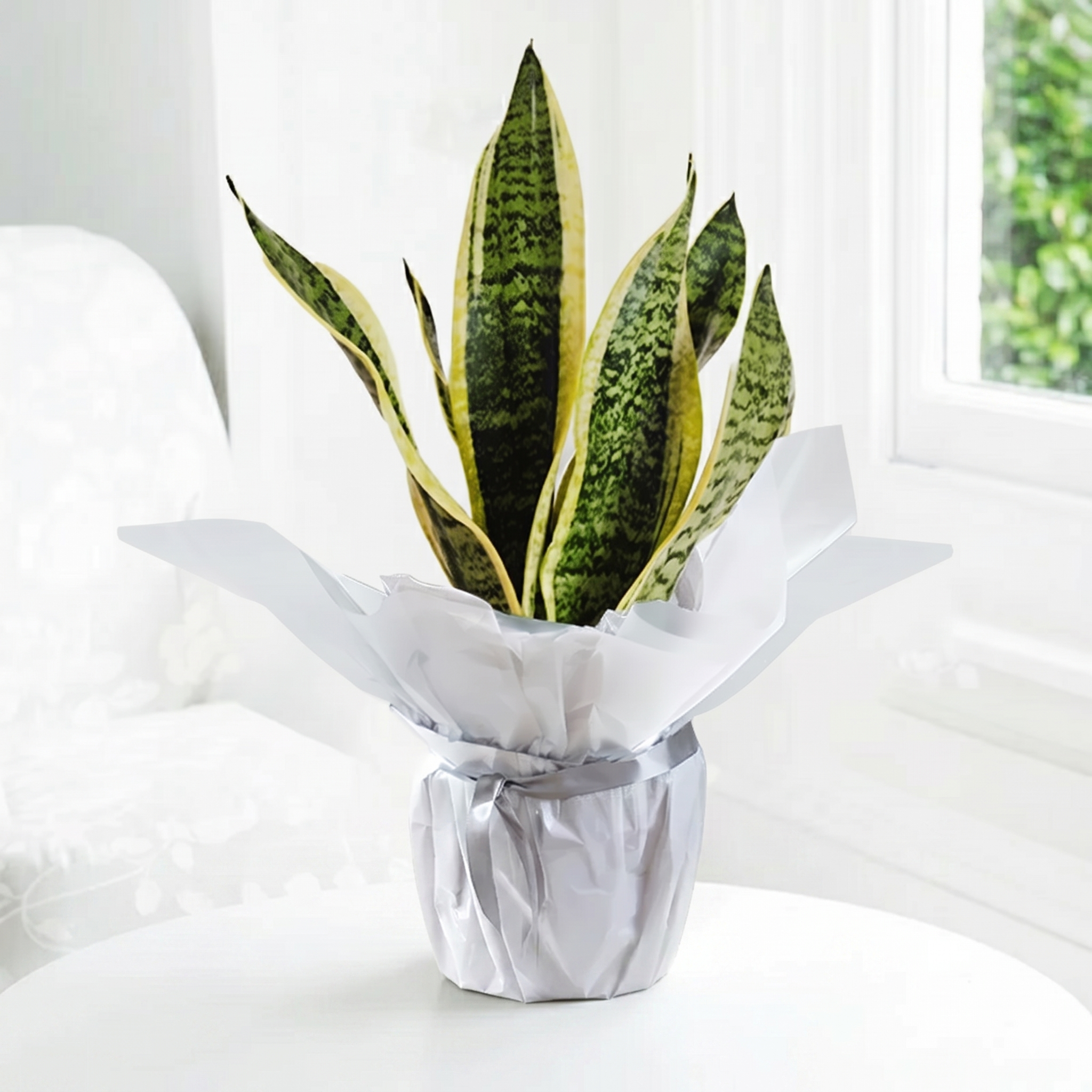Gift Wrapped Snake Plant - House Plant - Dracaena Trifasciata House Plant - Succulent Plant - Gift Idea - Next Day Plant Delivery UK - Appleyard