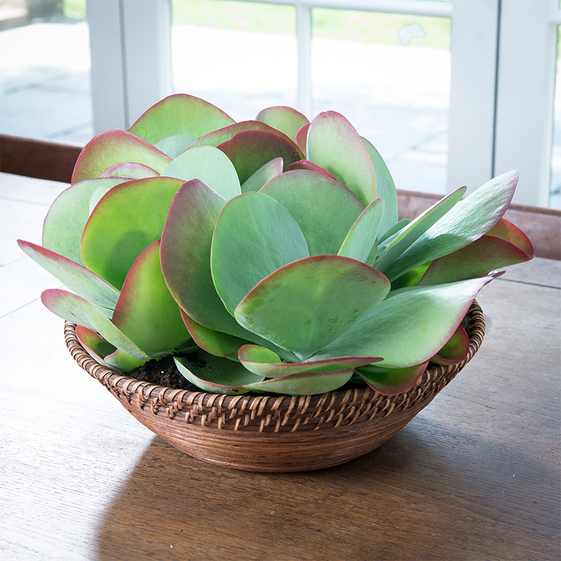 Succulent Table Centre