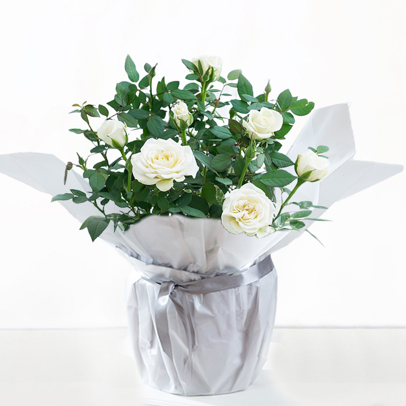 Gift Wrapped White Rose Plant - House Plant - Rose Plants - Flowering Plants - Gift Idea - Next Day Plant Delivery UK - Appleyard London