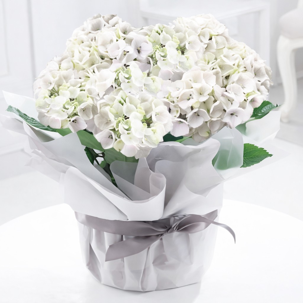 Gift Wrapped White Hydrangea Plant - Hydrangea Plants - Indoor Flowering Plants - Gift Idea - Next Day Plant Delivery UK - Appleyard London