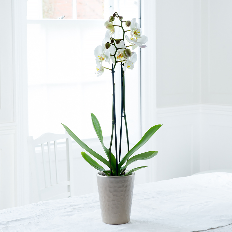 Double Stem White Orchid In Pot