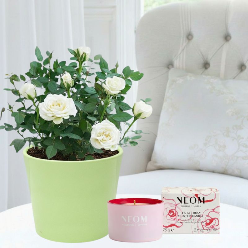 Rose Plant, Apple Ceramic Pot & NEOM It's All Rosy Candle - Roses - Next Day Plant Delivery UK - Appleyard London