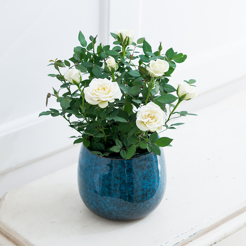 White Sympathy Rose Plant