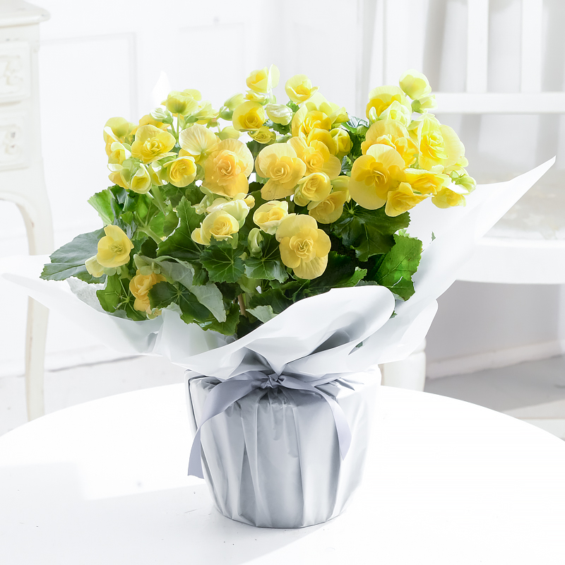 Yellow Begonia Plant