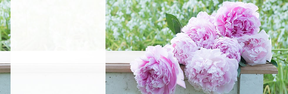 Perfect Peonies Perfect Peonies