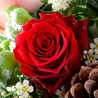 Red Naomi Roses