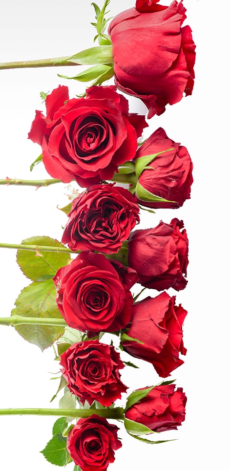 Red Roses