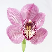 Pink Cymbidium Orchids