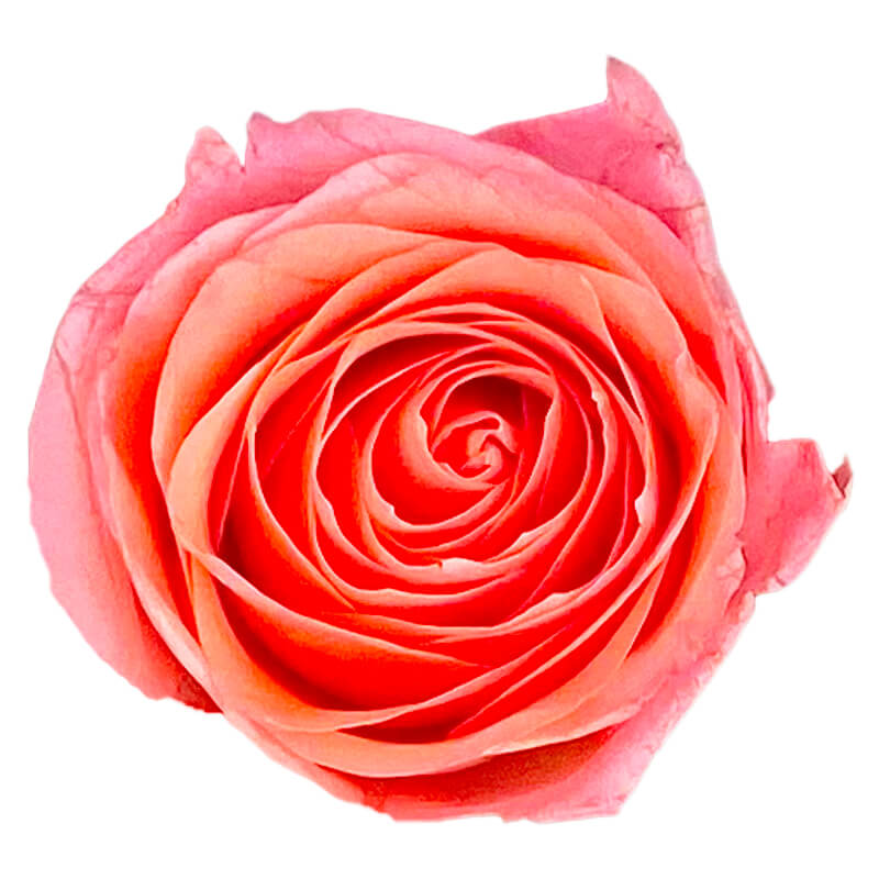 Fresh Salmon Roses April Subscription - Peach Melba