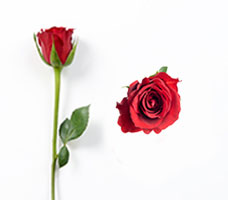 Furiosa Roses
