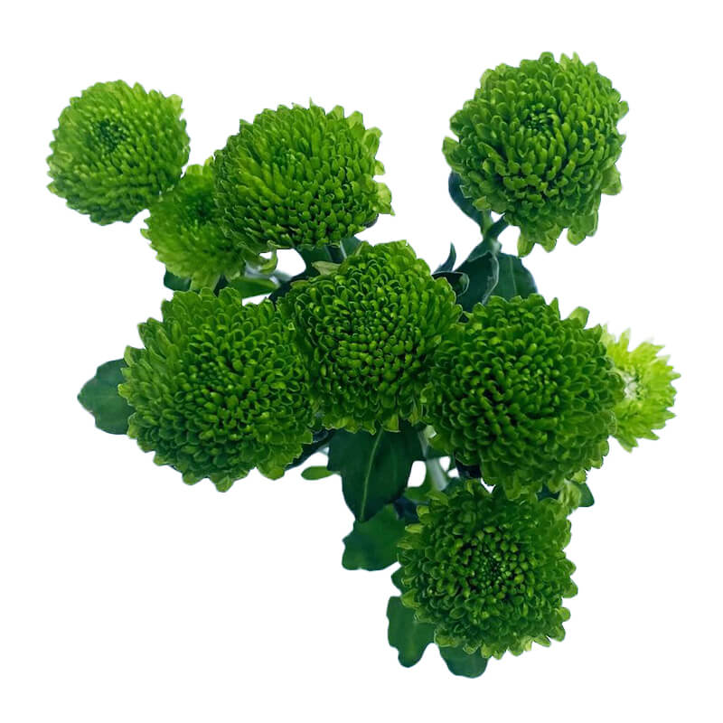 September Subscription Cinnamon Cinders