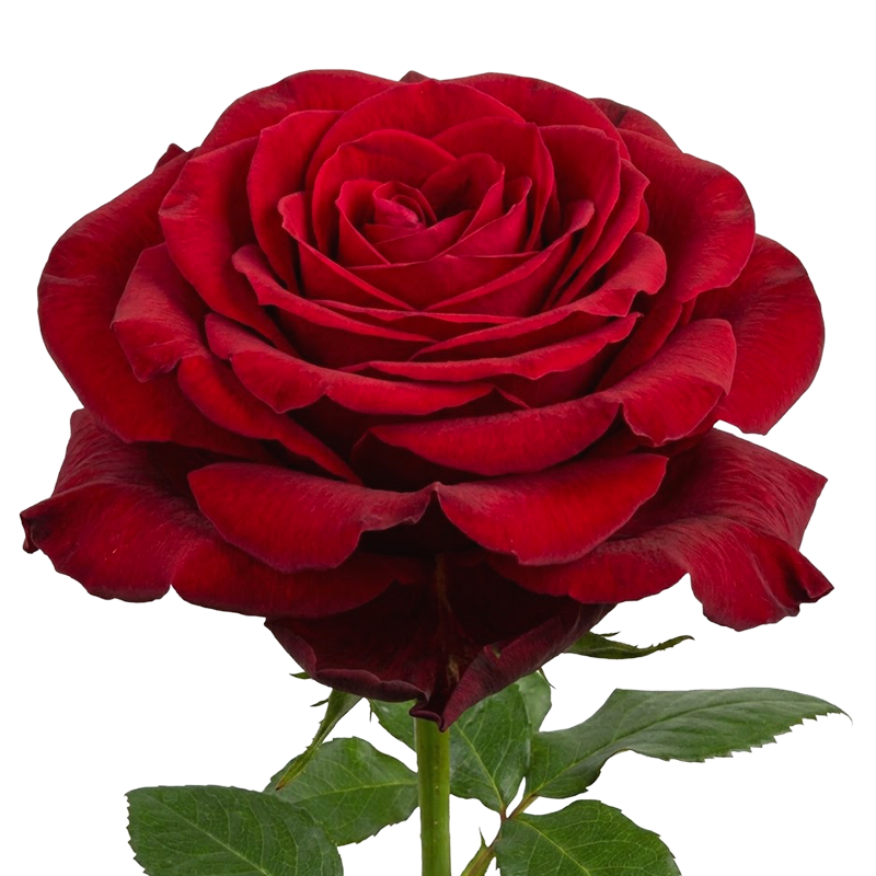 Mayfair Rose
