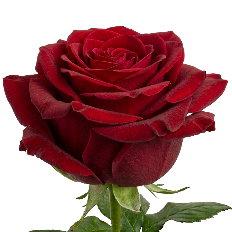 Large Headed Rose