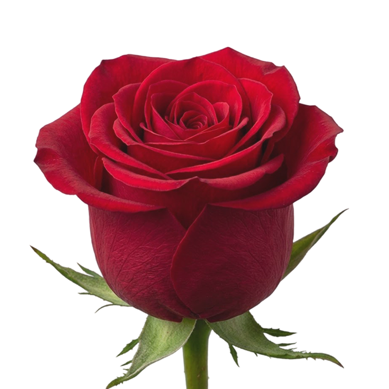 Luxury Rose