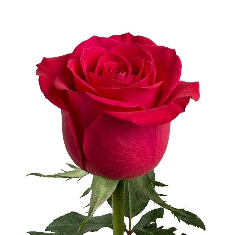 Classic Rose