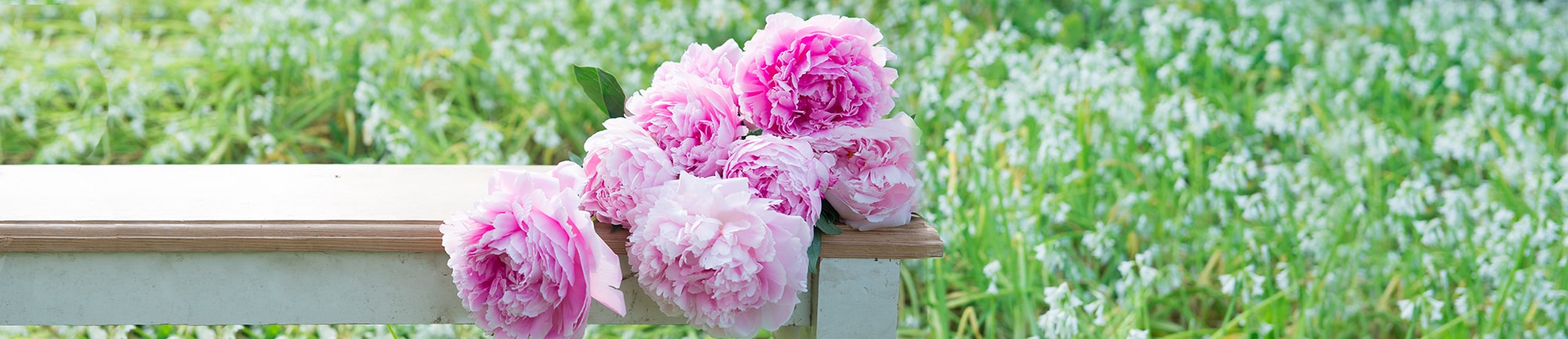 'Summer Flowers Summer Flowers