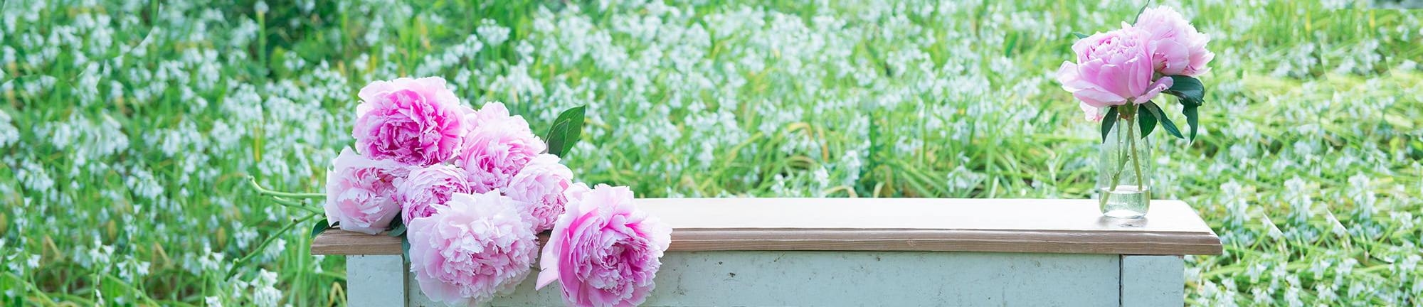 'Extended Season: Perfect Peonies Extended Season: Perfect Peonies