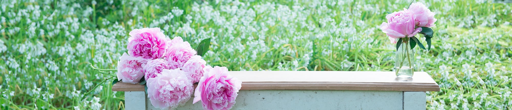 'Extended Season: Perfect Peonies Extended Season: Perfect Peonies