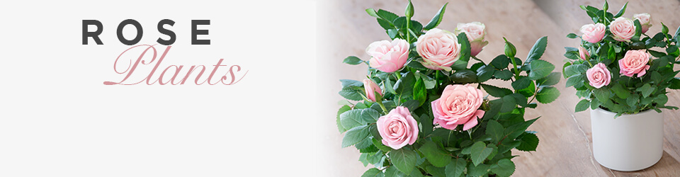 Luxury Rose Plants
