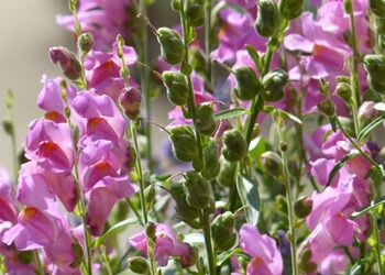 Antirrhinum