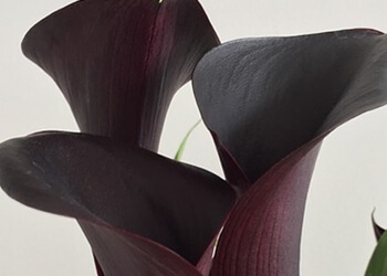 Black Calla Lily