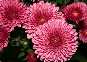 Chrysanthemum