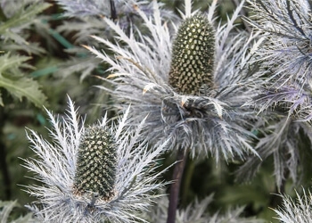 Eryngium