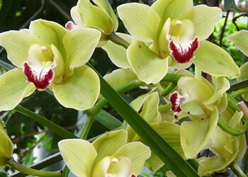 Green Cymbidium Orchid