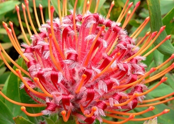 Leucospermum