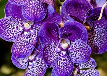 Vanda Orchid