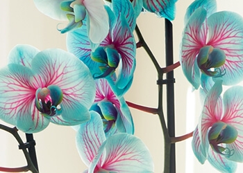 Pink and Blue Phalaenopsis Orchid